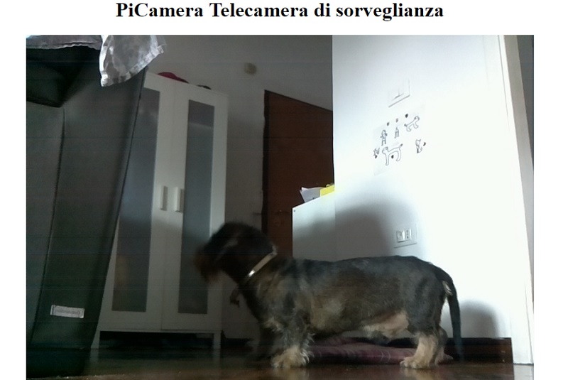 Il cane è una vittima, non abbia ma dorme sul divano senza permesso risultato